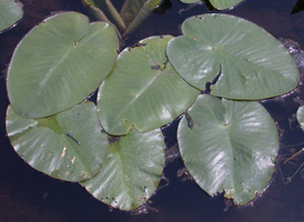 American Yellow Water-lily