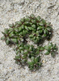 Canadian Toadflax