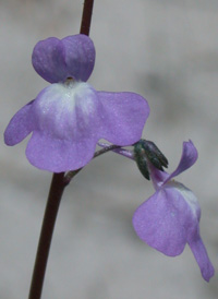 Canadian Toadflax