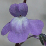 Canadian Toadflax Canadian Toadflax