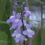 Canadian Toadflax Canadian Toadflax