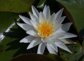 American White Water-lily