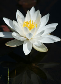 American White Water-lily