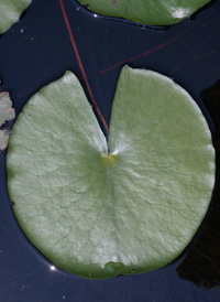 American White Water-lily