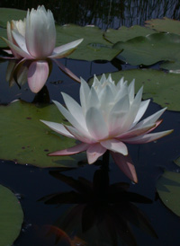 American White Water-lily