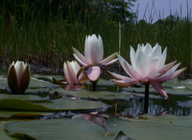 American White Water-lily