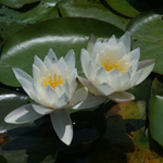 American White Water-lily