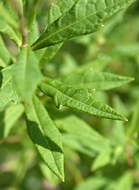 Bog Aster