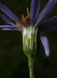 Bog Aster