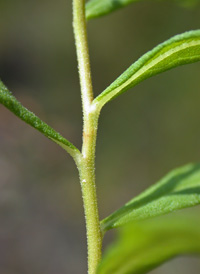 Bog Aster