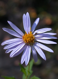 Bog Aster