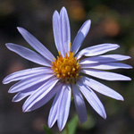 Bog Aster Bog Aster