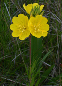 Narrow-leaved Evening-primrose