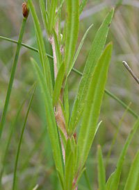 Narrow-leaved Evening-primrose