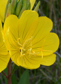 Narrow-leaved Evening-primrose