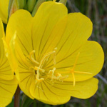 Narrow-leaved Evening-primrose