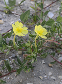 Seaside Evening-primrose