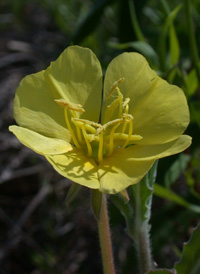 Seaside Evening-primrose