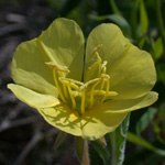 Seaside Evening-primrose Seaside Evening-primrose