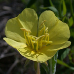 Seaside Evening-primrose