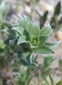 Seaside Evening-primrose