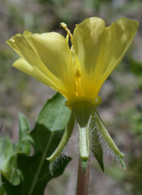 Cut-leaved Evening-primrose