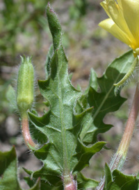 Cut-leaved Evening-primrose