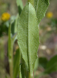 Cut-leaved Evening-primrose