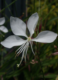 Lindheimer's Beeblossom