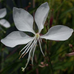 Lindheimer's Beeblossom Lindheimer's Beeblossom