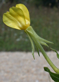 Oakes's Evening-primrose