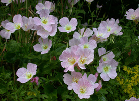 Pink Evening-primrose