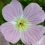 Pink Evening-primrose