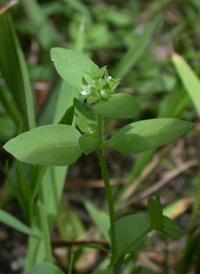 Clustered Bluets