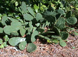 Northern Prickly-pear