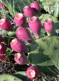 Northern Prickly-pear