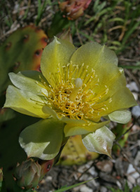 Northern Prickly-pear