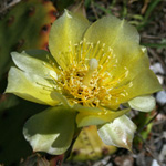 Northern Prickly-pear Northern Prickly-pear