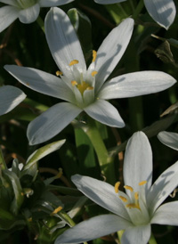 Common Star-of-Bethlehem