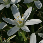 Common Star-of-Bethlehem Common Star-of-Bethlehem
