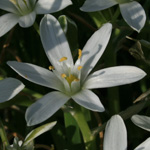 Common Star-of-Bethlehem