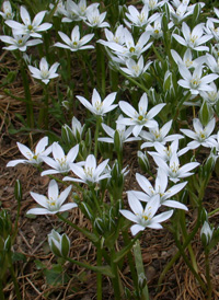 Common Star-of-Bethlehem