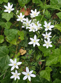 Common Star-of-Bethlehem