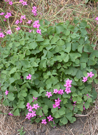 Pink-sorrel