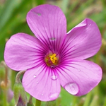 Pink-sorrel Pink-sorrel