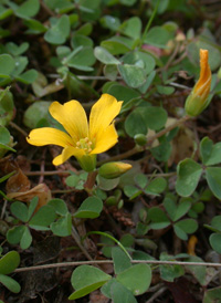 Procumbent Yellow-sorrel