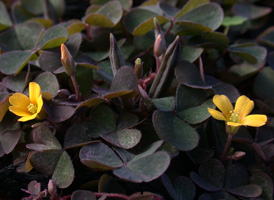 Procumbent Yellow-sorrel