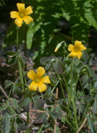 Slender Yellow-sorrel