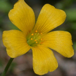 Slender Yellow-sorrel Slender Yellow-sorrel