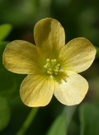 Upright Yellow-sorrel